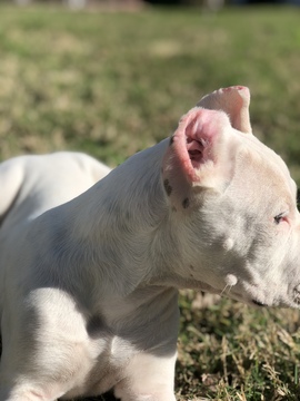 Medium Photo #7 Dogo Argentino Puppy For Sale in SAN ANTONIO, TX, USA