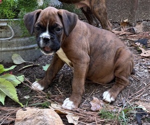 Boxer Puppy for sale in ABBEVILLE, SC, USA