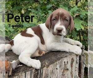 German Shorthaired Lab Puppy for sale in MILLVILLE, MN, USA