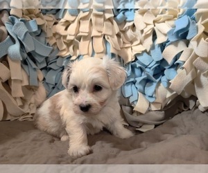 Coton de Tulear Puppy for Sale in W FIELD, North Carolina USA
