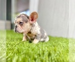 Small Photo #79 French Bulldog Puppy For Sale in ORLANDO, FL, USA