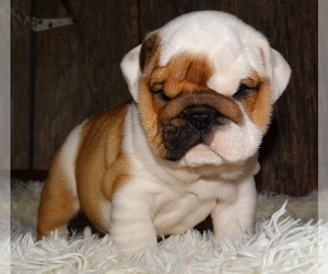 English Bulldog Puppy for sale in VERONA, MO, USA