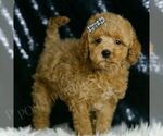 Small #2 Goldendoodle (Miniature)