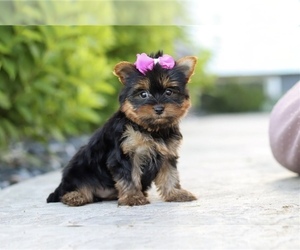 Yorkshire Terrier Puppy for sale in RICHMOND, VA, USA