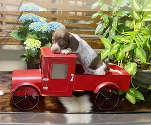 Dachshund Puppy for sale in BROOKER, FL, USA