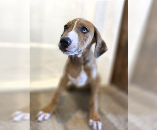 Medium Photo #2 Catahoula Leopard Dog-Unknown Mix Puppy For Sale in New London, WI, USA