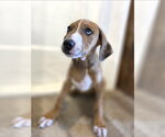 Small #1 Catahoula Leopard Dog Mix