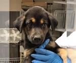 Small Labrador Retriever Mix