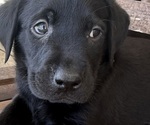 Small #1 Labrador Retriever