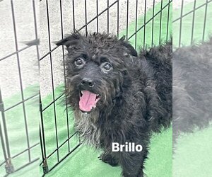 Norfolk Terrier-Unknown Mix Dogs for adoption in Turlock, CA, USA