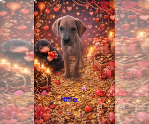 Great Dane Puppy for sale in ENGLISH, IN, USA