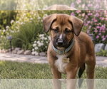 Small Mutt