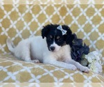 Small #7 Jack Russell Terrier Mix