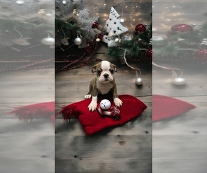 Boston Terrier Puppy for sale in EWING, KY, USA