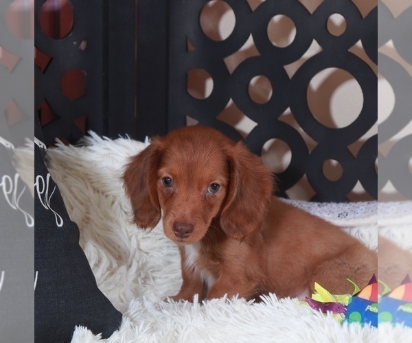 Medium Photo #3 Dachshund Puppy For Sale in MOUNT VERNON, OH, USA