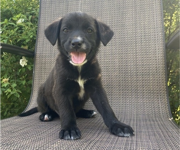 Medium Photo #2 English Shepherd-Jack Russell Terrier Mix Puppy For Sale in RICHMOND, MI, USA