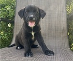 Small #1 English Shepherd-Jack Russell Terrier Mix