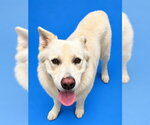 CODY - Male German Shepherd Dog-Unknown Mix Dog for Adoption - Small photo