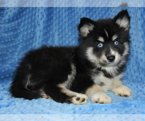 Medium Photo #2 Pomsky Puppy For Sale in DENTON, TX, USA