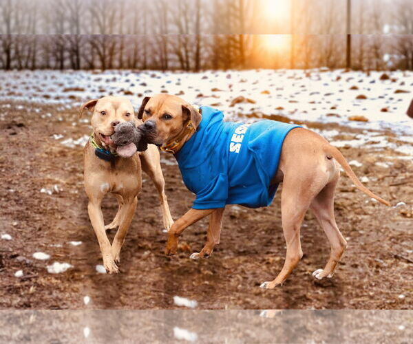 Medium Photo #9 American Pit Bull Terrier-Staffordshire Bull Terrier Mix Puppy For Sale in Princeton, MN, USA
