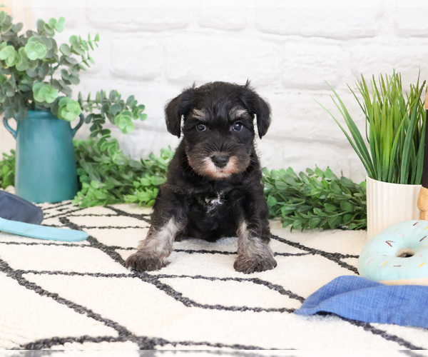 Medium Photo #5 Schnauzer (Miniature) Puppy For Sale in SYRACUSE, IN, USA