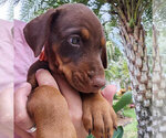 Puppy Red Female Doberman Pinscher