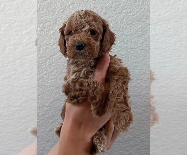 Medium Photo #2 Cock-A-Poo Puppy For Sale in FOLSOM, CA, USA