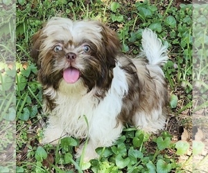 Shih Tzu Puppy for sale in LITHONIA, GA, USA