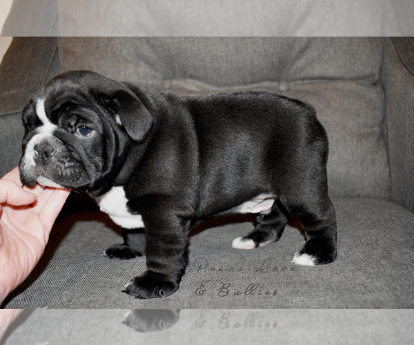 Medium Photo #3 English Bulldog Puppy For Sale in DERBY, KS, USA