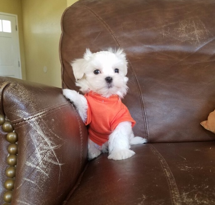 View Ad Maltese Puppy for Sale near California, LOS