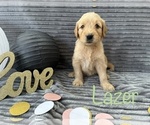 Small Photo #11 Goldendoodle Puppy For Sale in BLUFFTON, IN, USA