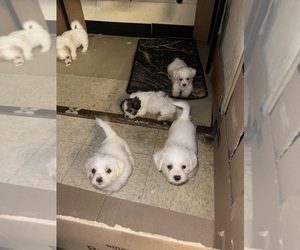 Poodle (Standard)-Shorkie Tzu Mix Puppy for sale in BROOKLYN, NY, USA