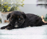 Small #2 Shorkie Tzu