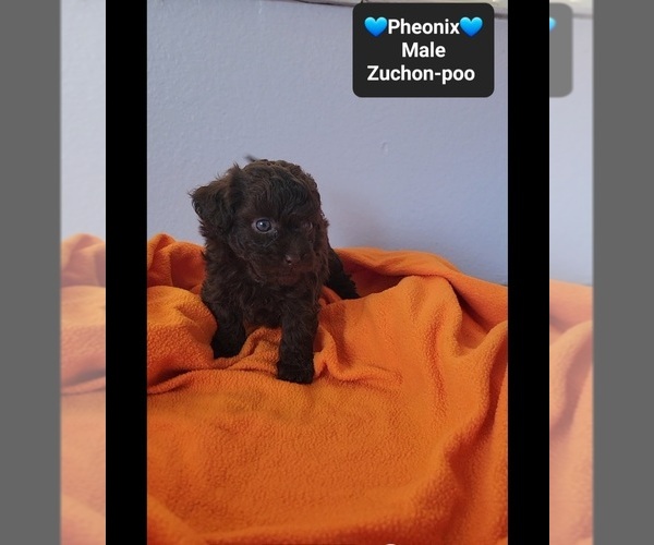 Medium Photo #2 Poodle (Toy)-Zuchon Mix Puppy For Sale in TUCSON, AZ, USA