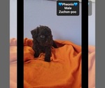 Small #1 Poodle (Toy)-Zuchon Mix