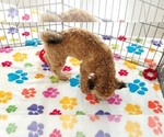 Rex - Male Havapoo Puppy for Sale - Photo #4