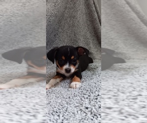 Medium Chihuahua