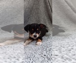 Puppy 1 Chihuahua