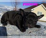 Small Photo #8 French Bulldog Puppy For Sale in CLARKSTON, UT, USA