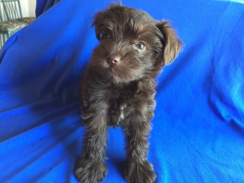 Medium Photo #1 Schnauzer (Miniature) Puppy For Sale in AFTON, OK, USA