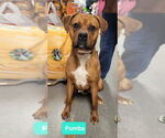 Small #1 American Pit Bull Terrier-Labrador Retriever Mix