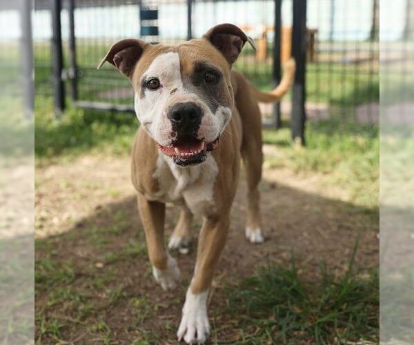 Medium Photo #2 American Staffordshire Terrier Puppy For Sale in San Antonio, TX, USA