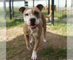 Small Photo #2 American Staffordshire Terrier Puppy For Sale in San Antonio, TX, USA