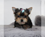 Small #3 Yorkshire Terrier