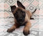 Small Photo #7 Belgian Malinois Puppy For Sale in CORNING, CA, USA