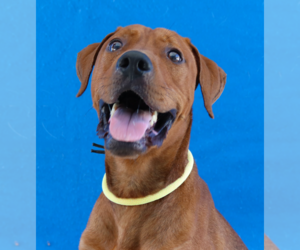- Mix Dogs for adoption in Pasadena, CA, USA