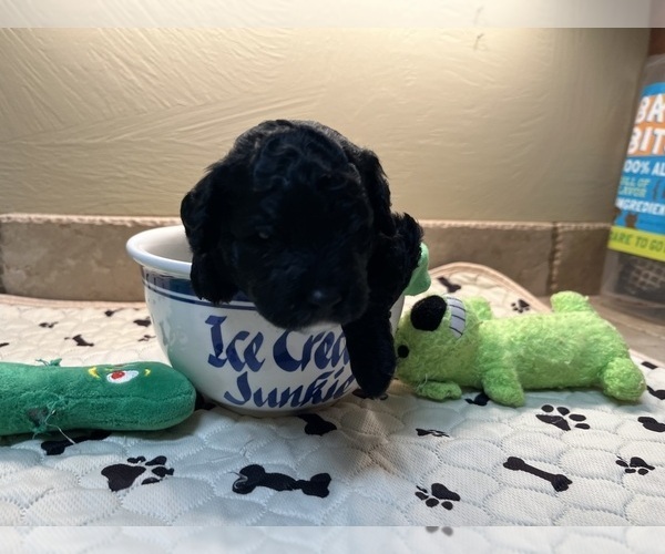Medium Photo #8 Poodle (Toy) Puppy For Sale in CEDAR CITY, UT, USA