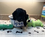 Small Photo #8 Poodle (Toy) Puppy For Sale in CEDAR CITY, UT, USA