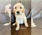 Puppy Felicia Golden Retriever