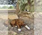 Small Photo #34 Boxer Puppy For Sale in ESPANOLA, NM, USA